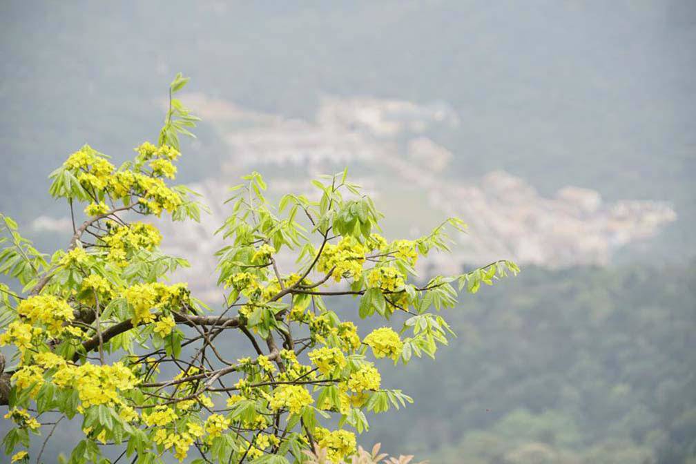 Mê mẩn trước sắc vàng cây hoa mai 700 tuổi tại chân núi Yên Tử - 7