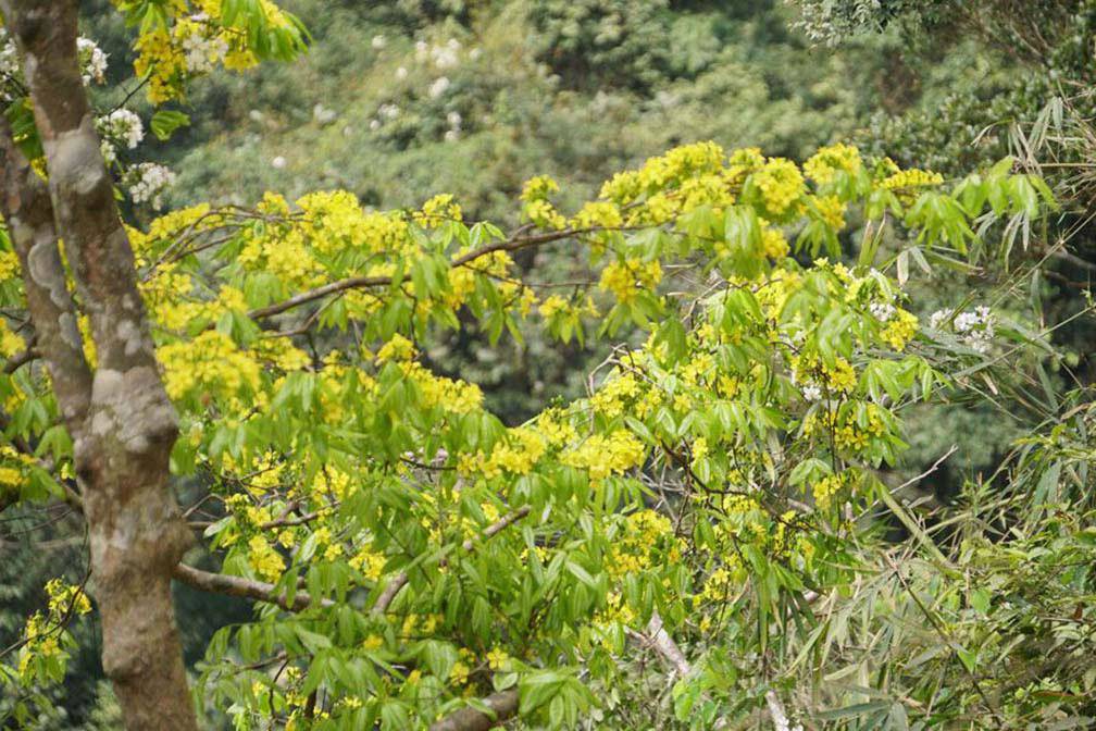 Mê mẩn trước sắc vàng cây hoa mai 700 tuổi tại chân núi Yên Tử - 6