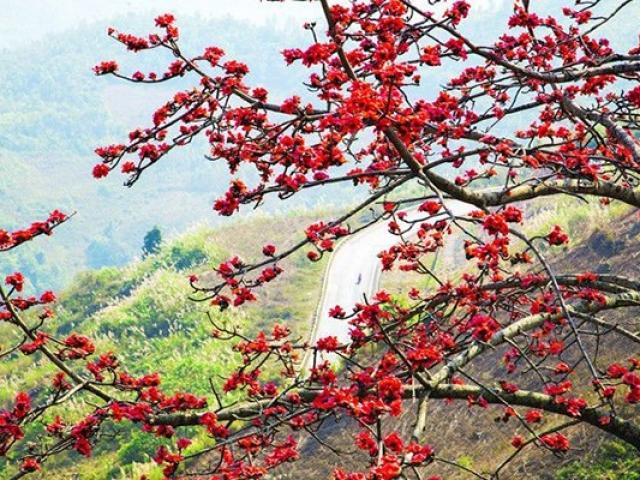 Cây Hoa Gạo: Hình ảnh, Đặc Điểm, Ý Nghĩa Các Loại Hoa Tháng Ba