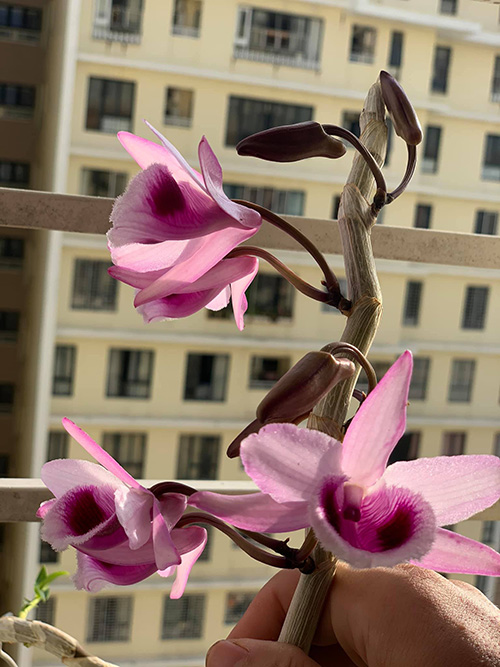 Đỗ Thạch – Doanh nhân đi đến thành công từ những chậu lan cảnh - 3