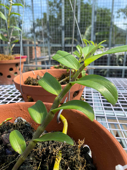 Đỗ Thạch – Doanh nhân đi đến thành công từ những chậu lan cảnh - 4