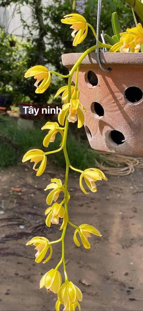 Đỗ Thạch – Doanh nhân đi đến thành công từ những chậu lan cảnh - 5