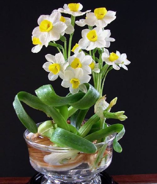 Hoa Thủy Tiên - Hình ảnh, ý nghĩa và cách trồng loài hoa đẹp dịu dàng - 2
