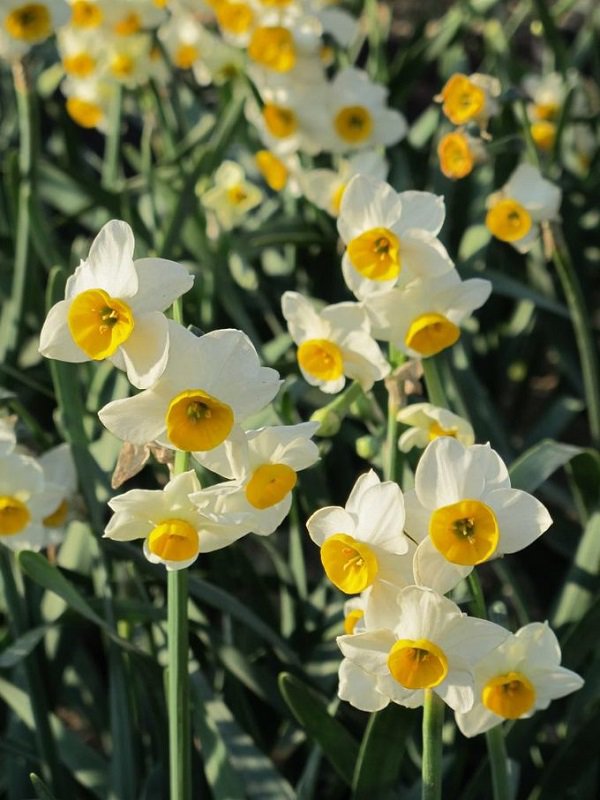 Hoa Thủy Tiên - Hình ảnh, ý nghĩa và cách trồng loài hoa đẹp dịu dàng - 1