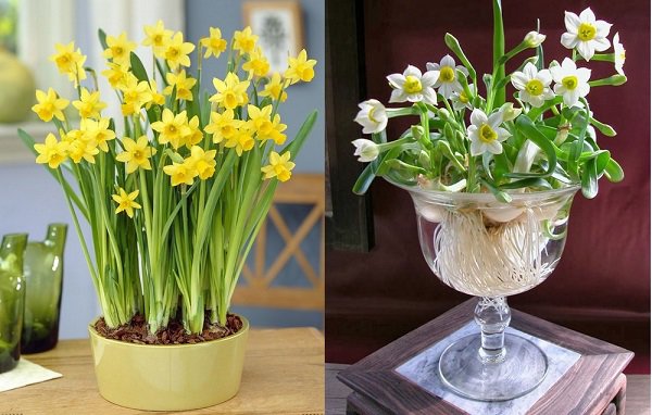 Hoa Thủy Tiên - Hình ảnh, ý nghĩa và cách trồng loài hoa đẹp dịu dàng - 3