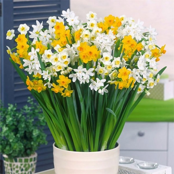 Hoa Thủy Tiên - Hình ảnh, ý nghĩa và cách trồng loài hoa đẹp dịu dàng - 4