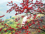 Nhà đẹp - Cây hoa gạo: Hình ảnh, đặc điểm, ý nghĩa loài hoa của tháng 3