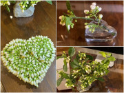 Nhà đẹp - Thời tiết u ám, nồm ẩm, chị em Hà Nội nô nức “săn lùng” hoa bưởi đem về ướp nhà