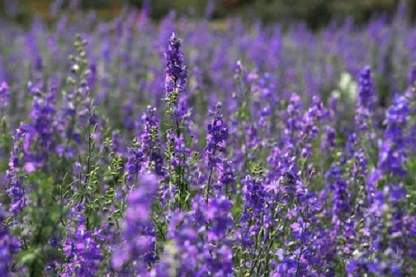 Hoa Violet: Hình ảnh, cách cắm và ý nghĩa loài hoa màu tím tuyệt đẹp - 3