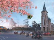 Xem ăn chơi - Dẫu mai anh đào đang mùa nở rộ, Đà Lạt những ngày đầu Xuân vẫn vắng lặng lạ thường