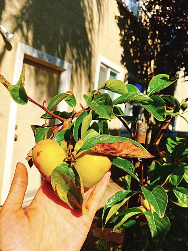 Phạm Hương, Kim Hiền lấy chồng, nuôi con trên đất Mỹ: Cùng ở nơi rộng rãi, thích thú làm vườn - 6