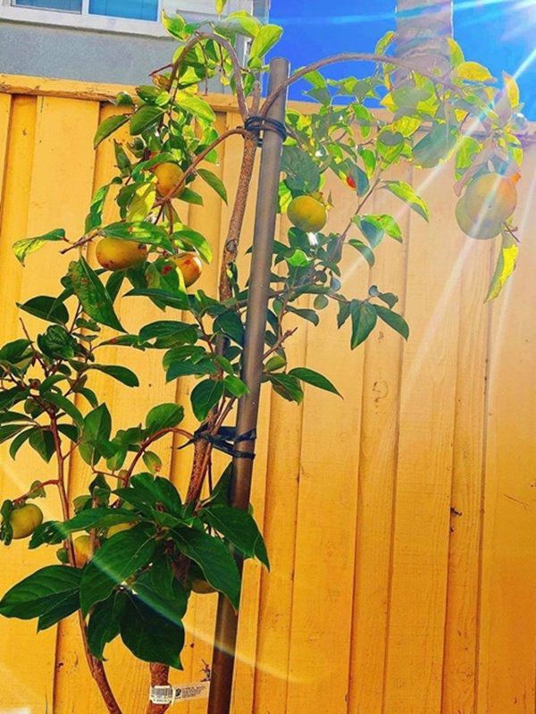 Phạm Hương, Kim Hiền lấy chồng, nuôi con trên đất Mỹ: Cùng ở nơi rộng rãi, thích thú làm vườn - 7