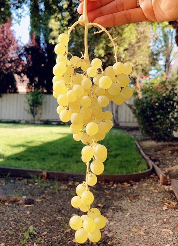 Phạm Hương, Kim Hiền lấy chồng, nuôi con trên đất Mỹ: Cùng ở nơi rộng rãi, thích thú làm vườn - 10