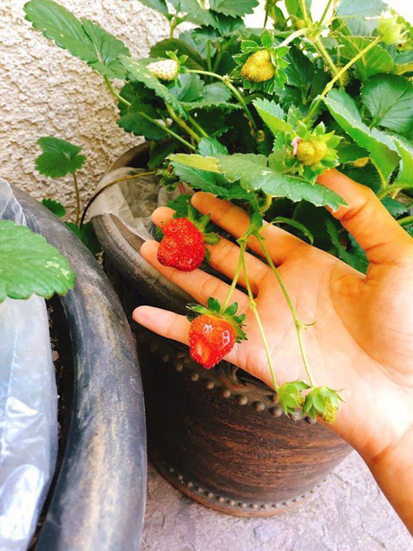 Phạm Hương, Kim Hiền lấy chồng, nuôi con trên đất Mỹ: Cùng ở nơi rộng rãi, thích thú làm vườn - 11