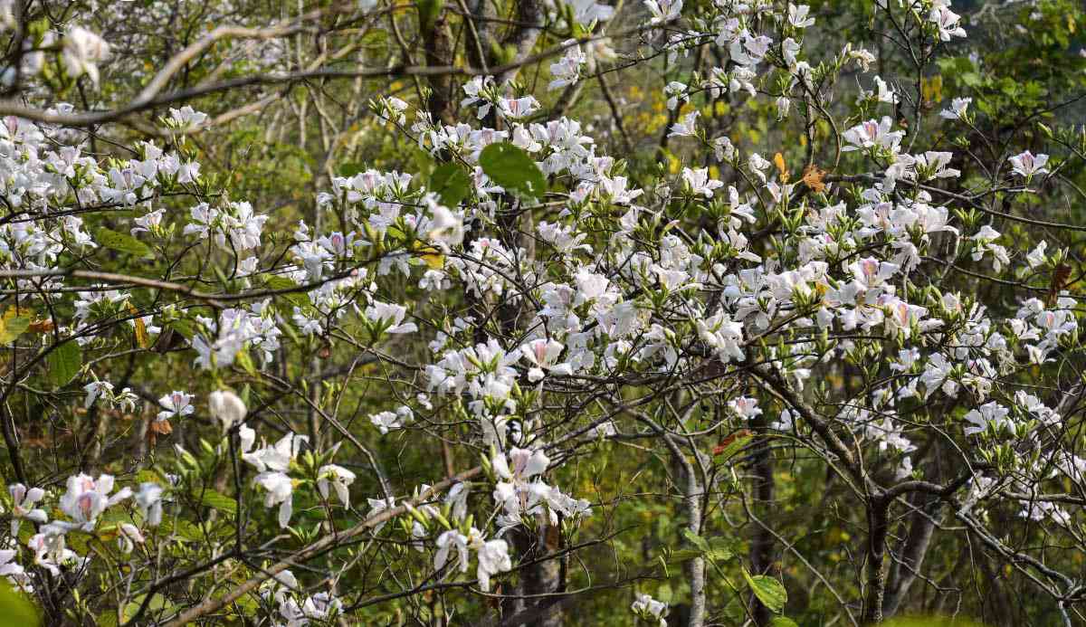 Tour du lịch Phú Quốc, Côn Đảo, Nha Trang “nóng” theo từng giờ - 4
