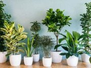 Nhà đẹp - 6 loại cây cảnh đẹp nhưng độc, người tiêu dùng nên lưu ý kẻo rước họa vào thân