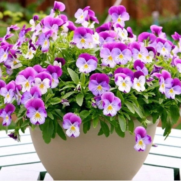 4 loại hoa thích hợp nhất cho người mới trồng, hoa nở cực nhiều và đẹp - 1