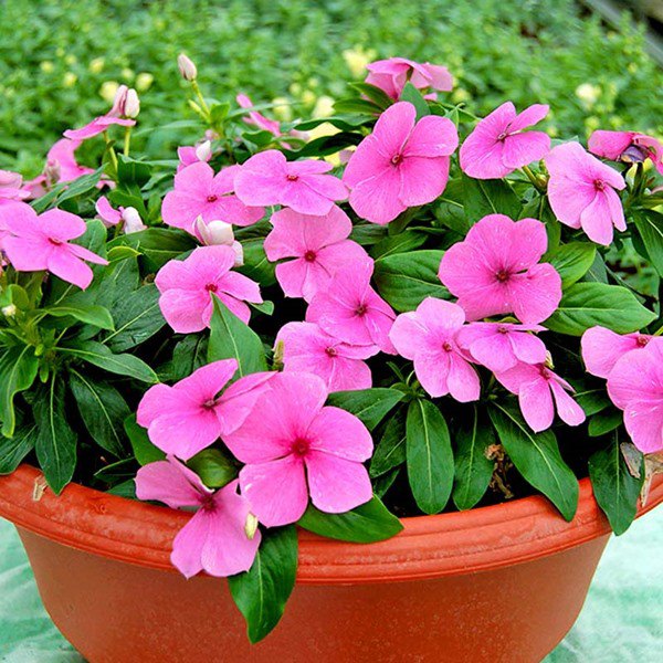 4 loại hoa thích hợp nhất cho người mới trồng, hoa nở cực nhiều và đẹp - 5