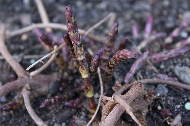 Giá hàng chục đến hàng trăm triệu một kg, không ngờ những thứ này từng mọc dại ở bờ bụi - 2