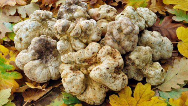 Giá hàng chục đến hàng trăm triệu một kg, không ngờ những thứ này từng mọc dại ở bờ bụi - 6