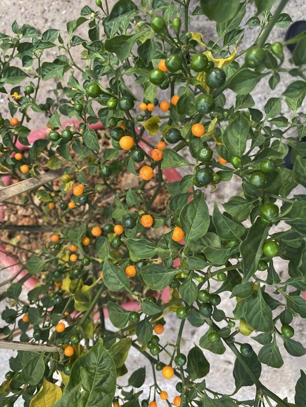 Vừa trồng ớt nửa tỷ đồng một kg, Lý Hải Minh Hà lại khoe lan đột biến trong vườn - 3