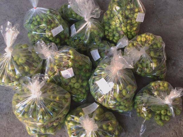 Loại quả ở quê để rụng đầy ao, lên Hà Nội muốn mua cũng khó