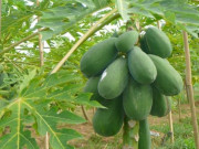 Sức khỏe - Tác dụng của lá đu đủ? Lá đu đủ có chữa được ung thư không?