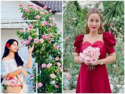 Nhà đẹp - Ốc Thanh Vân, Dương Mỹ Linh và sao Việt thích trồng hoa hồng đắt giá, thơm nức vườn
