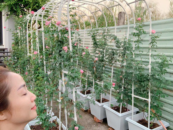Ốc Thanh Vân, Dương Mỹ Linh và sao Việt thích trồng hoa hồng đắt giá, thơm nức vườn - 1