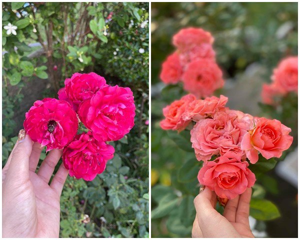 Ốc Thanh Vân, Dương Mỹ Linh và sao Việt thích trồng hoa hồng đắt giá, thơm nức vườn - 5