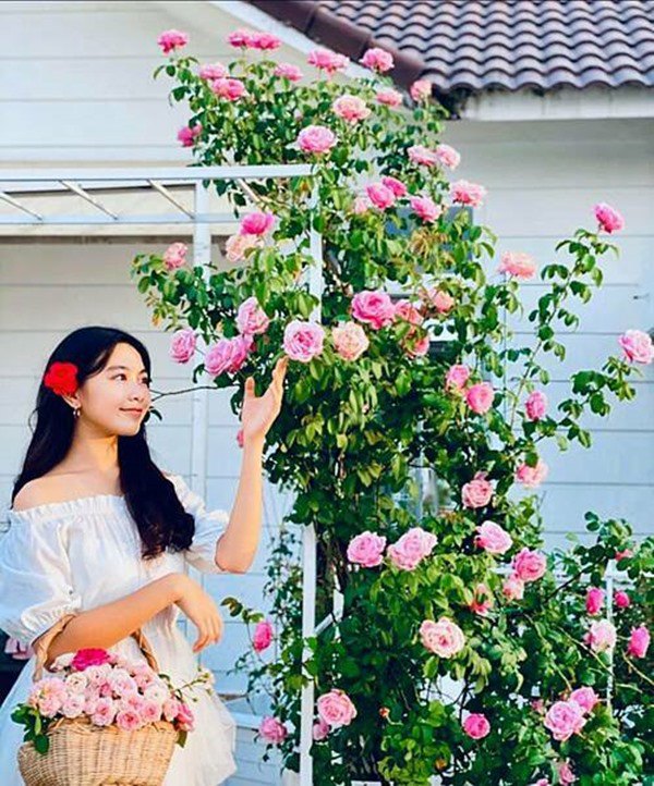 Ốc Thanh Vân, Dương Mỹ Linh và sao Việt thích trồng hoa hồng đắt giá, thơm nức vườn - 9