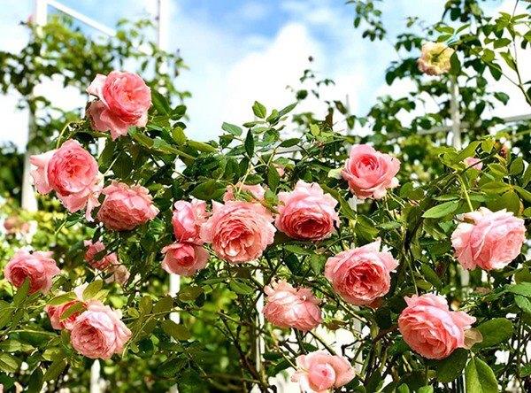 Ốc Thanh Vân, Dương Mỹ Linh và sao Việt thích trồng hoa hồng đắt giá, thơm nức vườn - 11