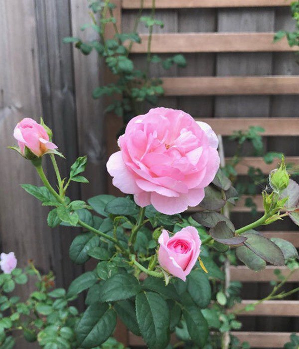 Ốc Thanh Vân, Dương Mỹ Linh và sao Việt thích trồng hoa hồng đắt giá, thơm nức vườn - 15