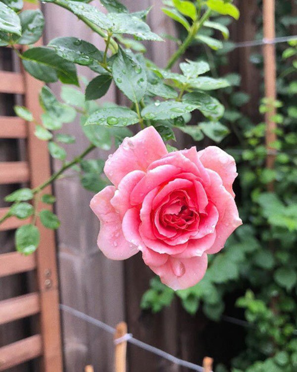 Ốc Thanh Vân, Dương Mỹ Linh và sao Việt thích trồng hoa hồng đắt giá, thơm nức vườn - 16