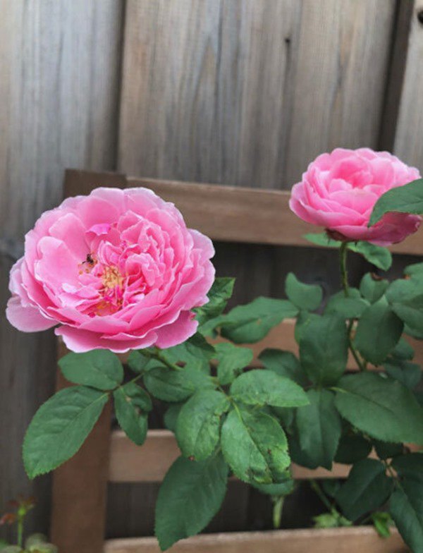 Ốc Thanh Vân, Dương Mỹ Linh và sao Việt thích trồng hoa hồng đắt giá, thơm nức vườn - 17