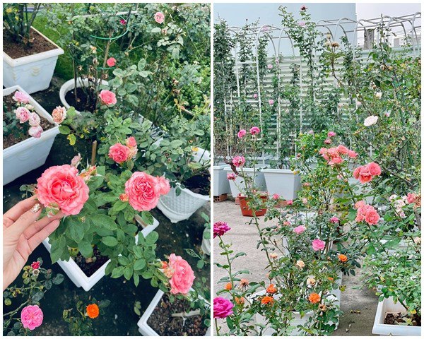 Ốc Thanh Vân, Dương Mỹ Linh và sao Việt thích trồng hoa hồng đắt giá, thơm nức vườn - 4
