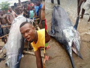 Tin tức - Bắt được con cá 3m đem về chiêu đãi cả làng, chàng trai tiếc hùi hụi khi biết giá trị