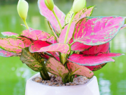 Nhà đẹp - Người mệnh hỏa nên trồng 1 trong 5 loại cây này trong nhà để hút tài lộc quanh năm