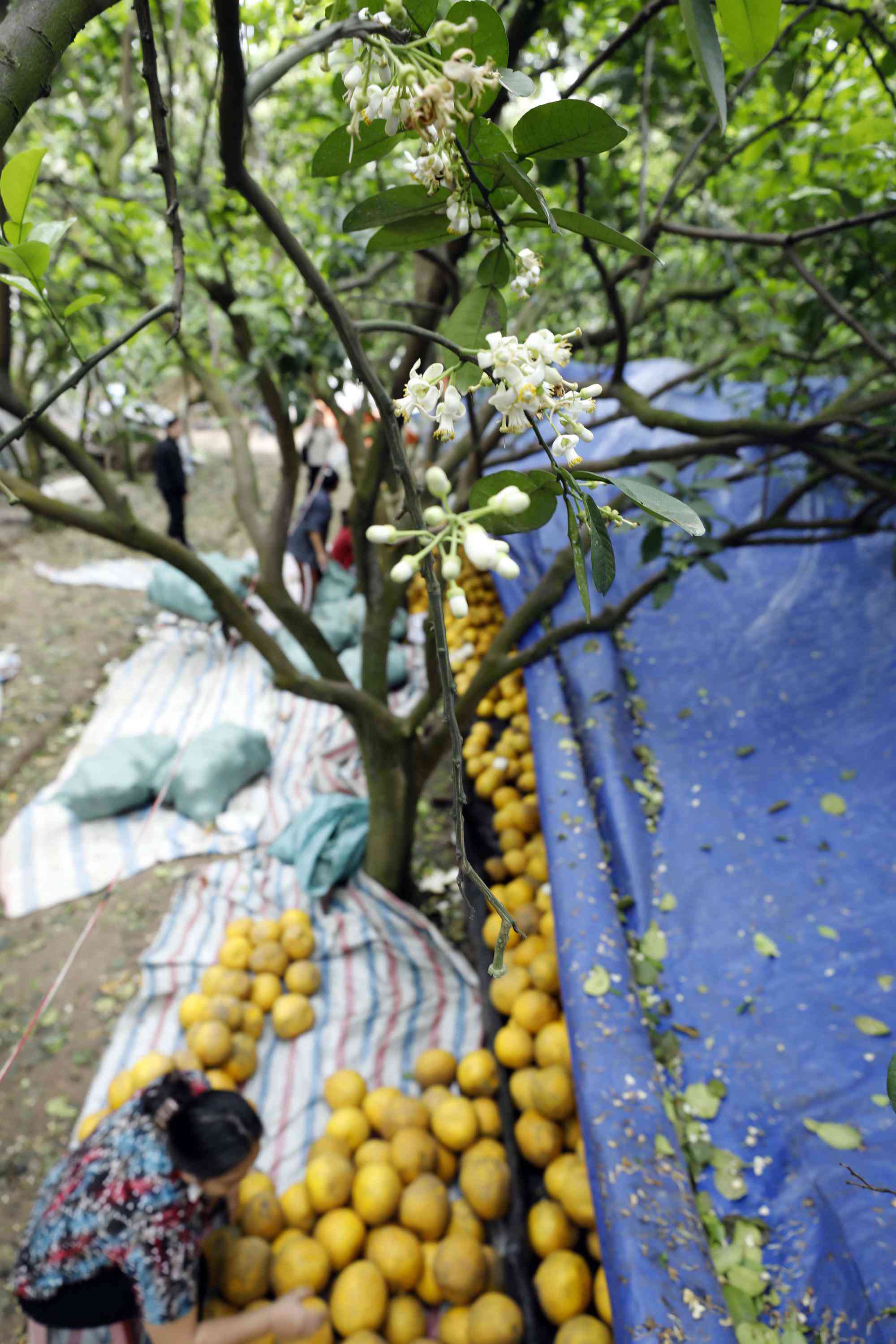 Chiêm ngưỡng amp;#34;thiên đường hoa bưởiamp;#34; trắng tinh khôi ở Hà Nội - 6