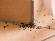 Nhà đẹp - Cho vỏ loại quả này vào máy xay nhuyễn rồi đổ vào nơi kiến xuất hiện, hiệu quả bất ngờ