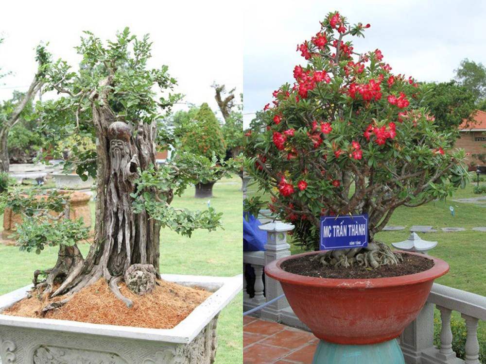 Ngắm vườn cây tại nhà thờ Tổ 100 tỷ của Hoài Linh, có cây trả 7 tỷ không bán - 9
