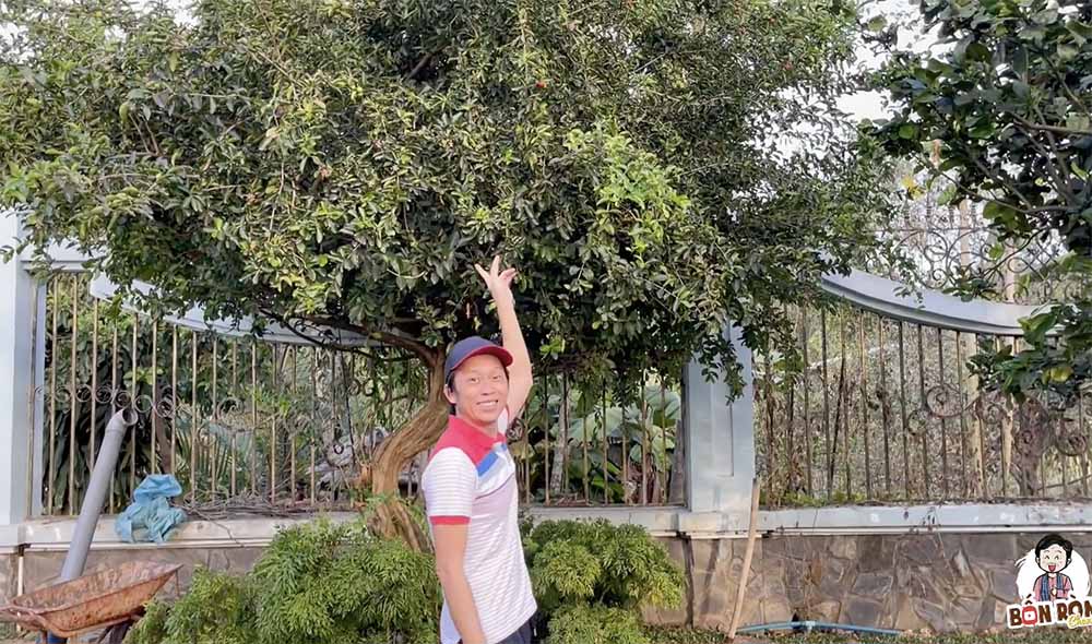 Ngắm vườn cây tại nhà thờ Tổ 100 tỷ của Hoài Linh, có cây trả 7 tỷ không bán - 4
