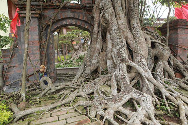 Mãn nhãn cây sanh “hồn quê đất Việt”, khách trả 6 tỷ chủ nhân chưa bán - 6