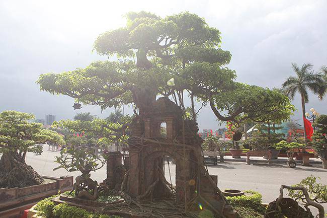 Mãn nhãn cây sanh “hồn quê đất Việt”, khách trả 6 tỷ chủ nhân chưa bán - 4