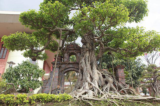 Mãn nhãn cây sanh “hồn quê đất Việt”, khách trả 6 tỷ chủ nhân chưa bán - 5