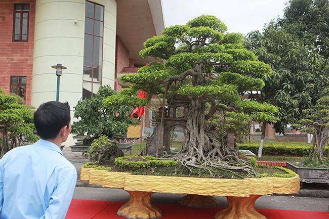 Mãn nhãn cây sanh “hồn quê đất Việt”, khách trả 6 tỷ chủ nhân chưa bán - 1