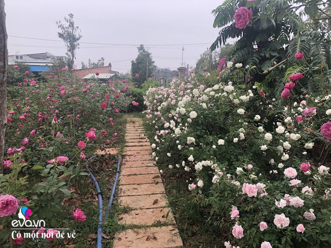 Mẹ Vũng Tàu dựng nhà gỗ 15m2 làm chốn lui về, trồng 50 khóm hồng bao quanh như thiên đường - 14