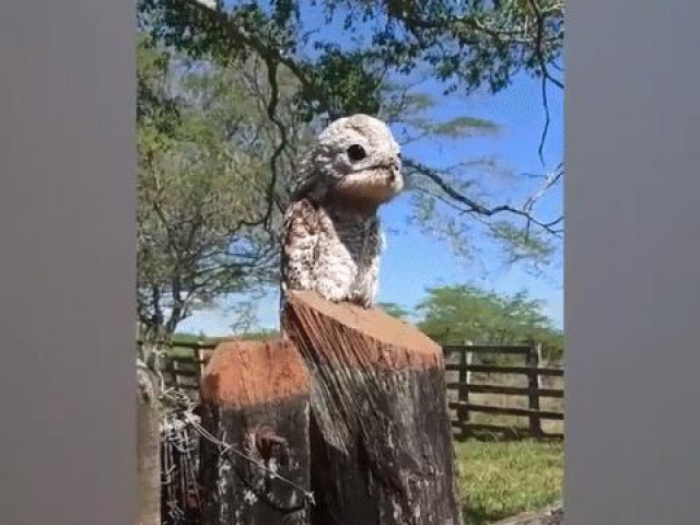 Clip Eva - Clip: Chim khổng lồ kỳ quái xuất hiện dọa người dân sợ chết khiếp