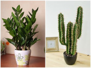 Nhà đẹp - Loại cây là “khắc tinh” của Thần Tài, chớ để trong phòng ngủ kẻo tài lộc hư hao