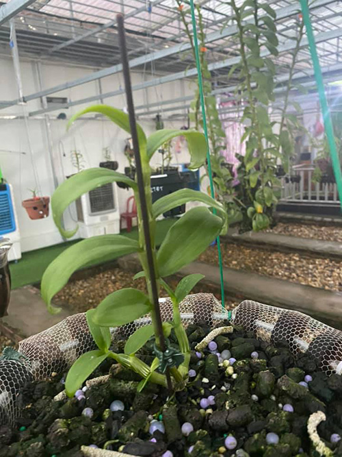 Nghệ nhân Phạm Hữu Hùng cùng phương pháp trồng lan đạt hiệu quả cao - 3